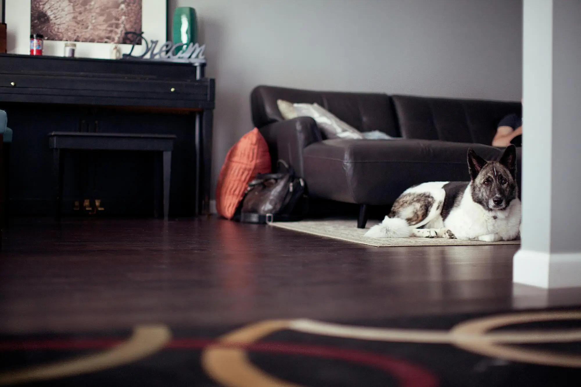 Pros and Cons of Allowing Pets in Your Pace, FL Rental Property